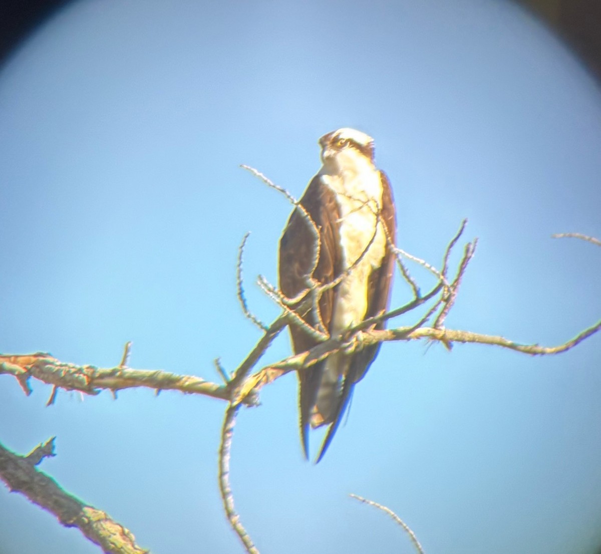 Osprey - ML643835775