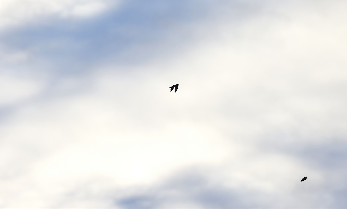 Vacher à tête brune - ML643835780