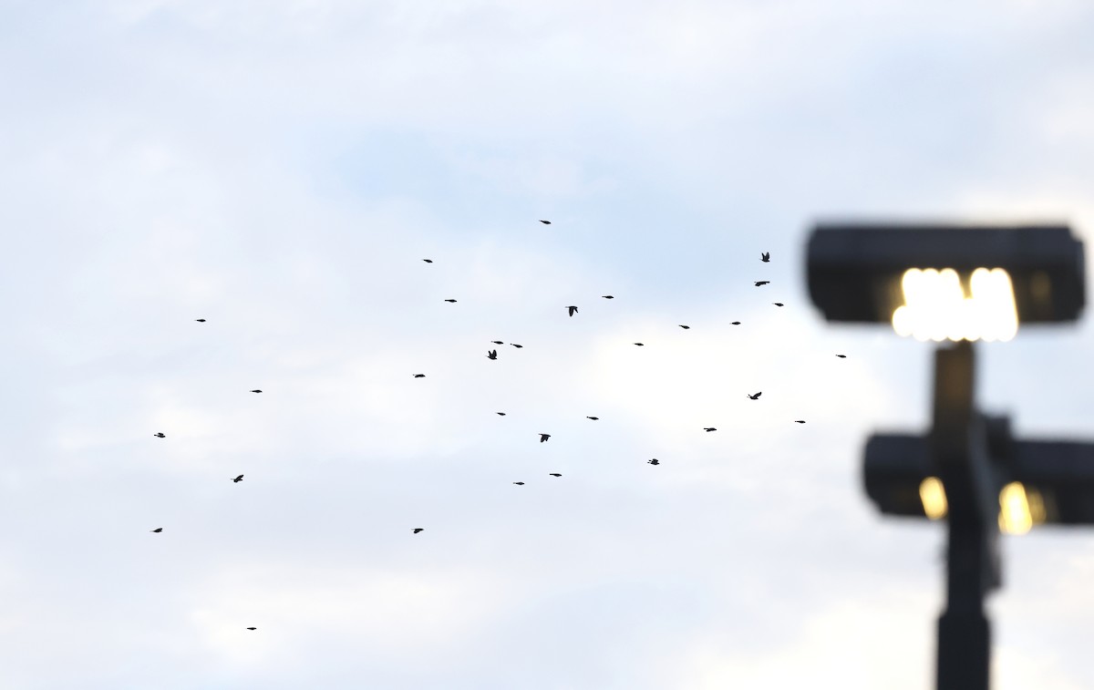 Vacher à tête brune - ML643835783