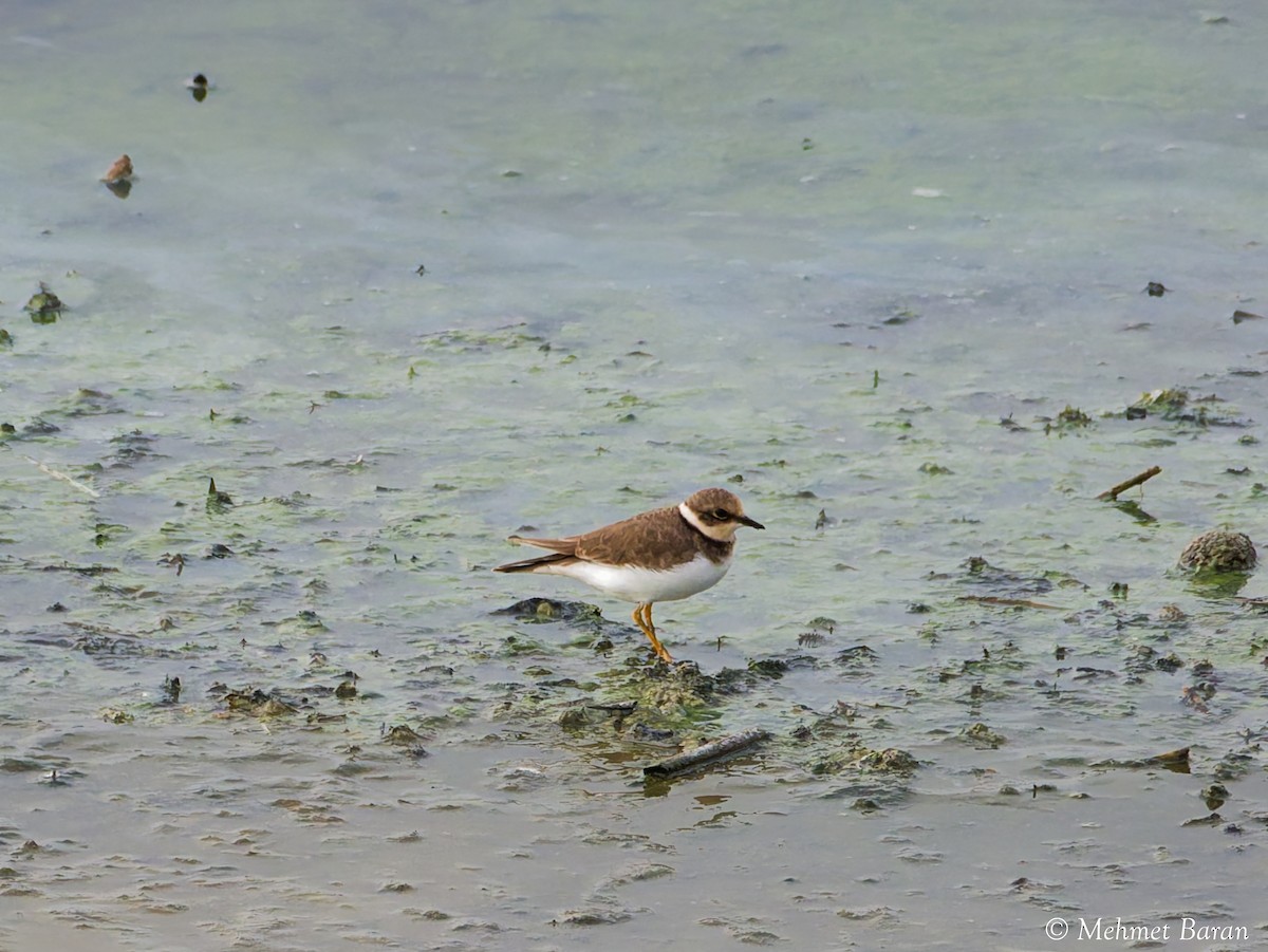 Common Ringed Plover - ML643835785