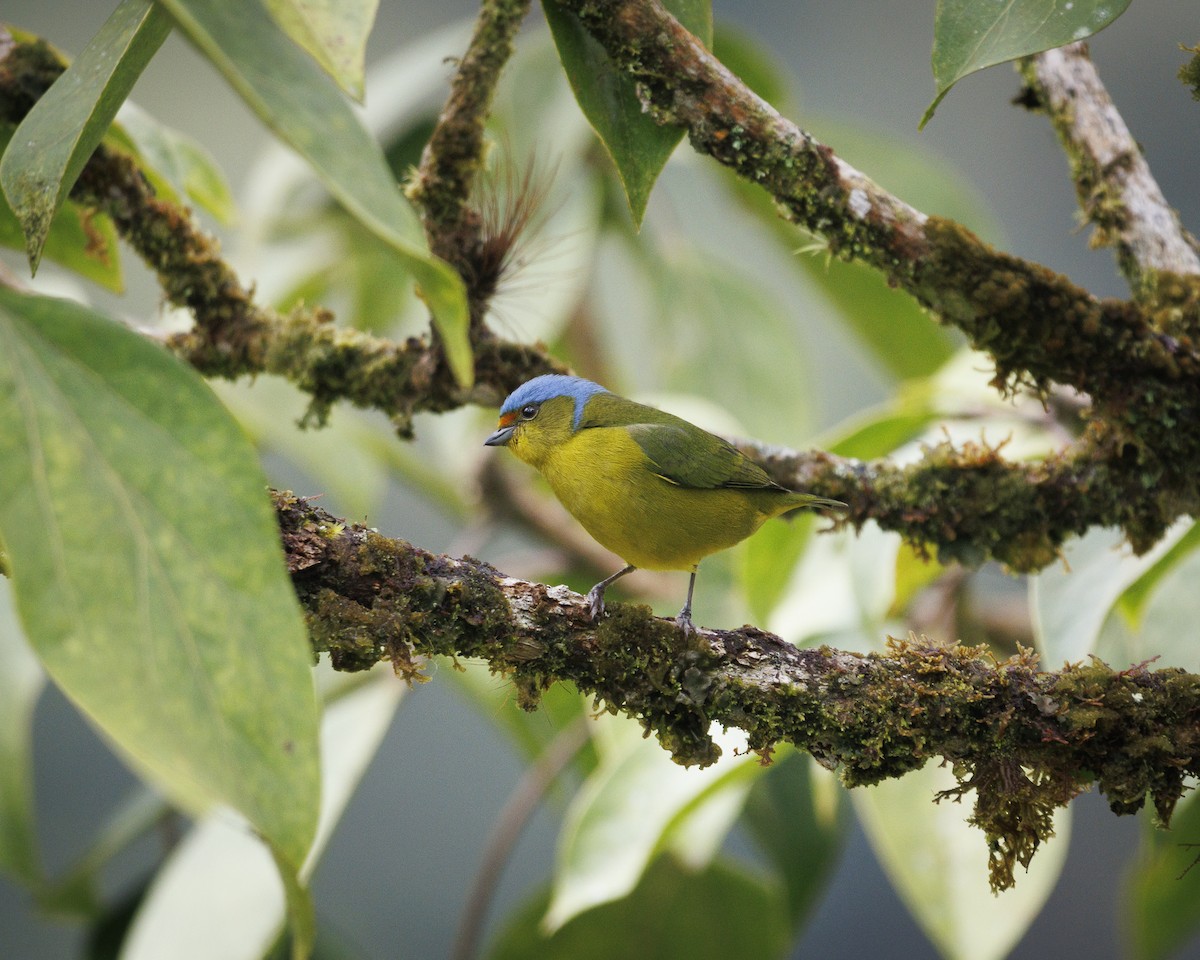 Golden-rumped Euphonia - ML643835793