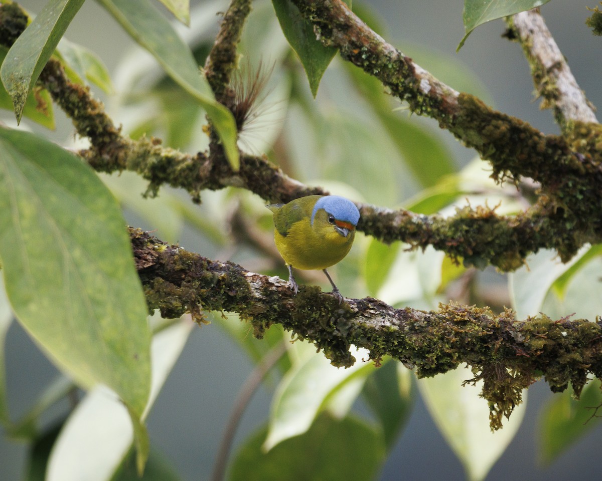 Golden-rumped Euphonia - ML643835795