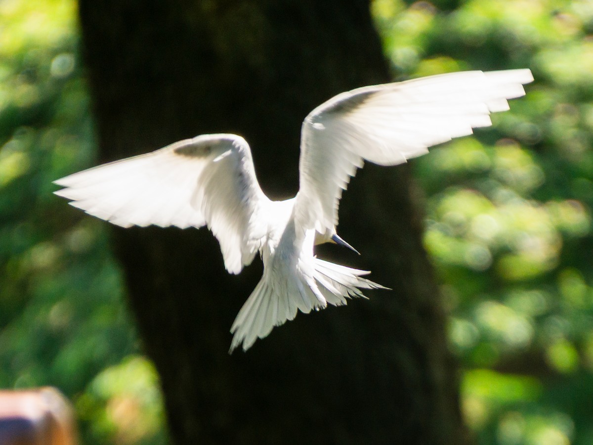 White Tern - ML643835796