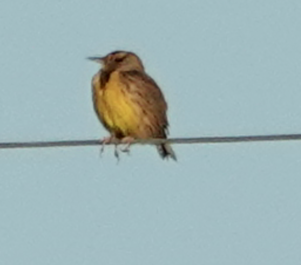 Eastern Meadowlark - ML643835803