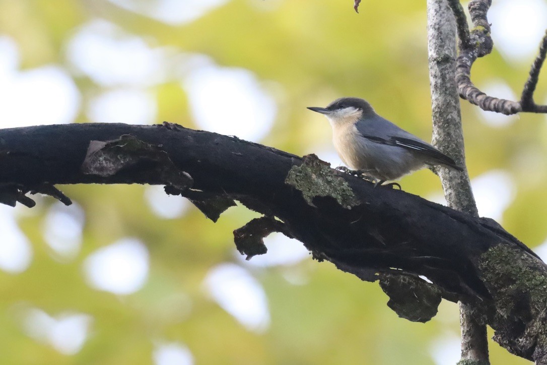 Pygmy Nuthatch - ML643835807