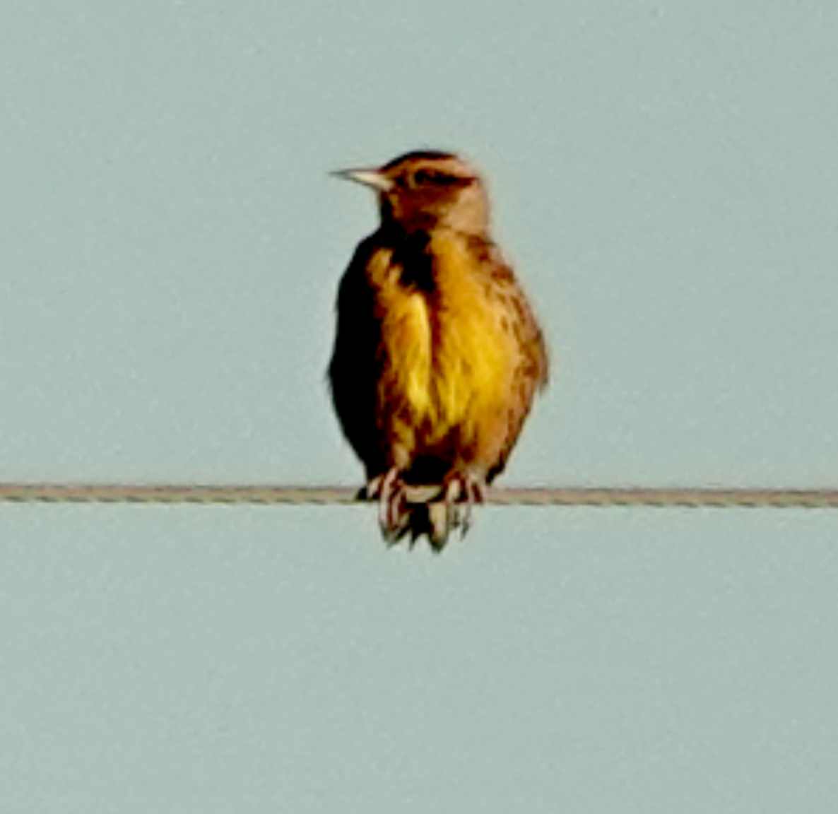 Eastern Meadowlark - ML643835815
