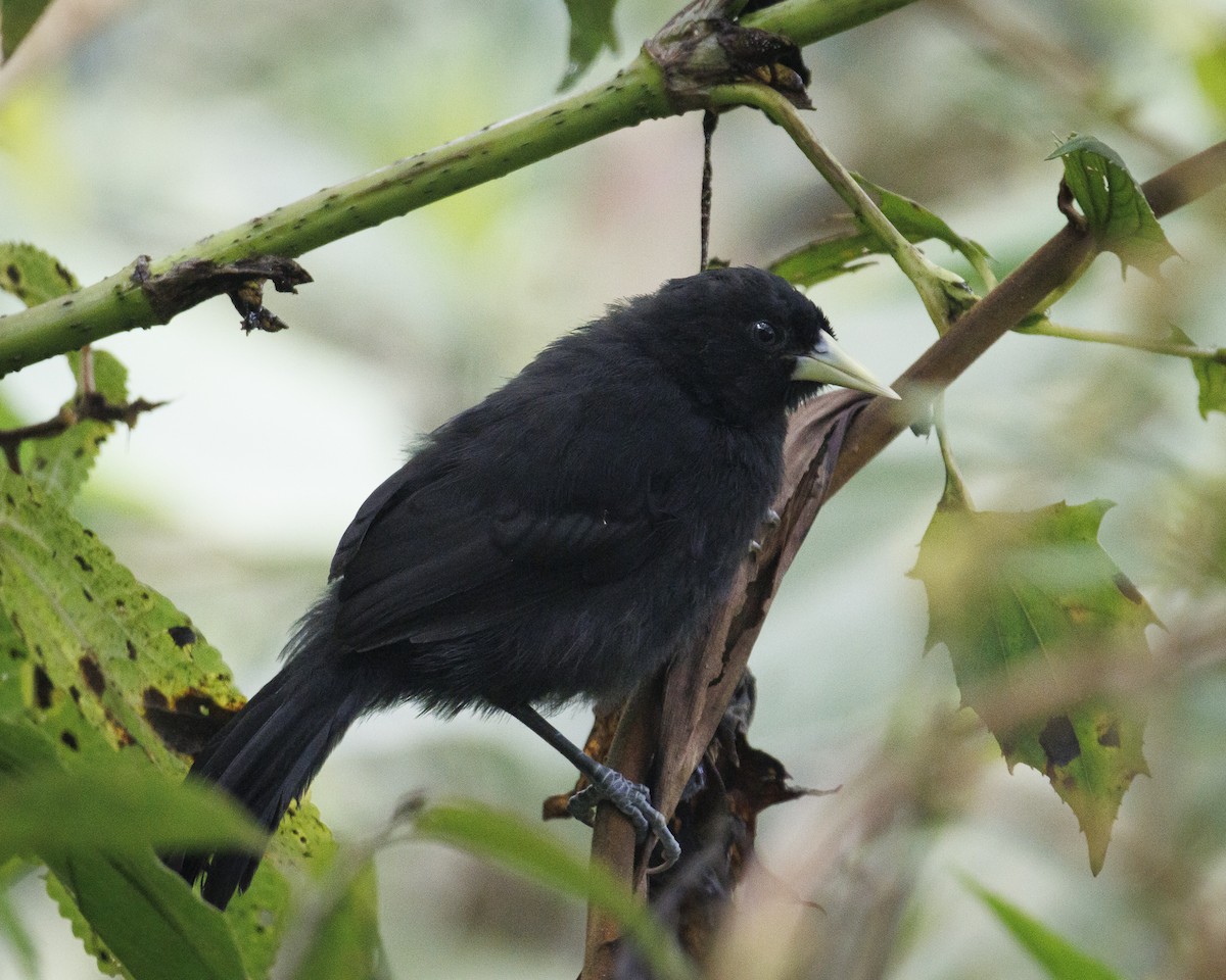 Sarı Gagalı Kasik - ML643835821