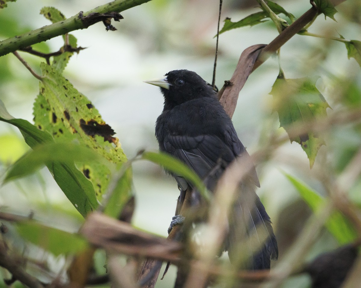 Sarı Gagalı Kasik - ML643835822