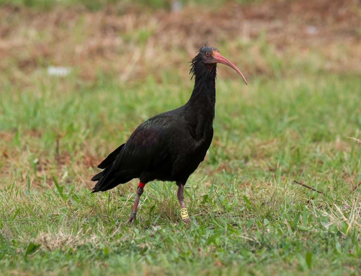 Northern Bald Ibis - ML643835823