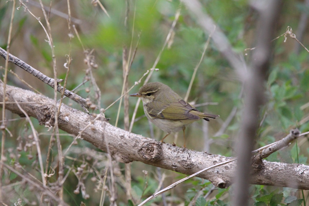 Вівчарик амурський - ML643835825