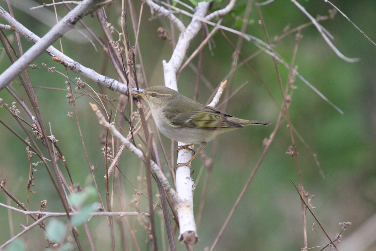 Вівчарик амурський - ML643835826