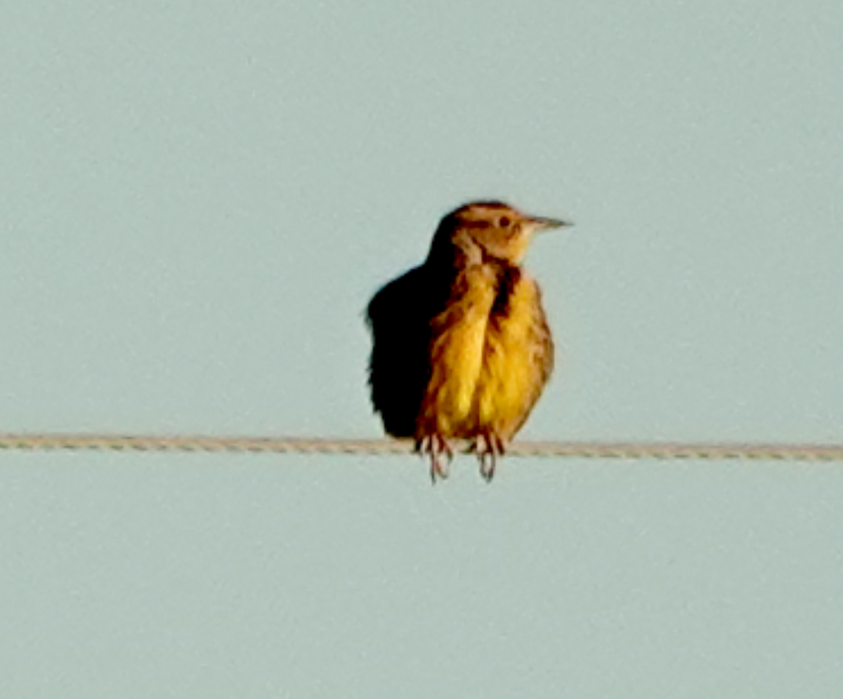 Eastern Meadowlark - ML643835827