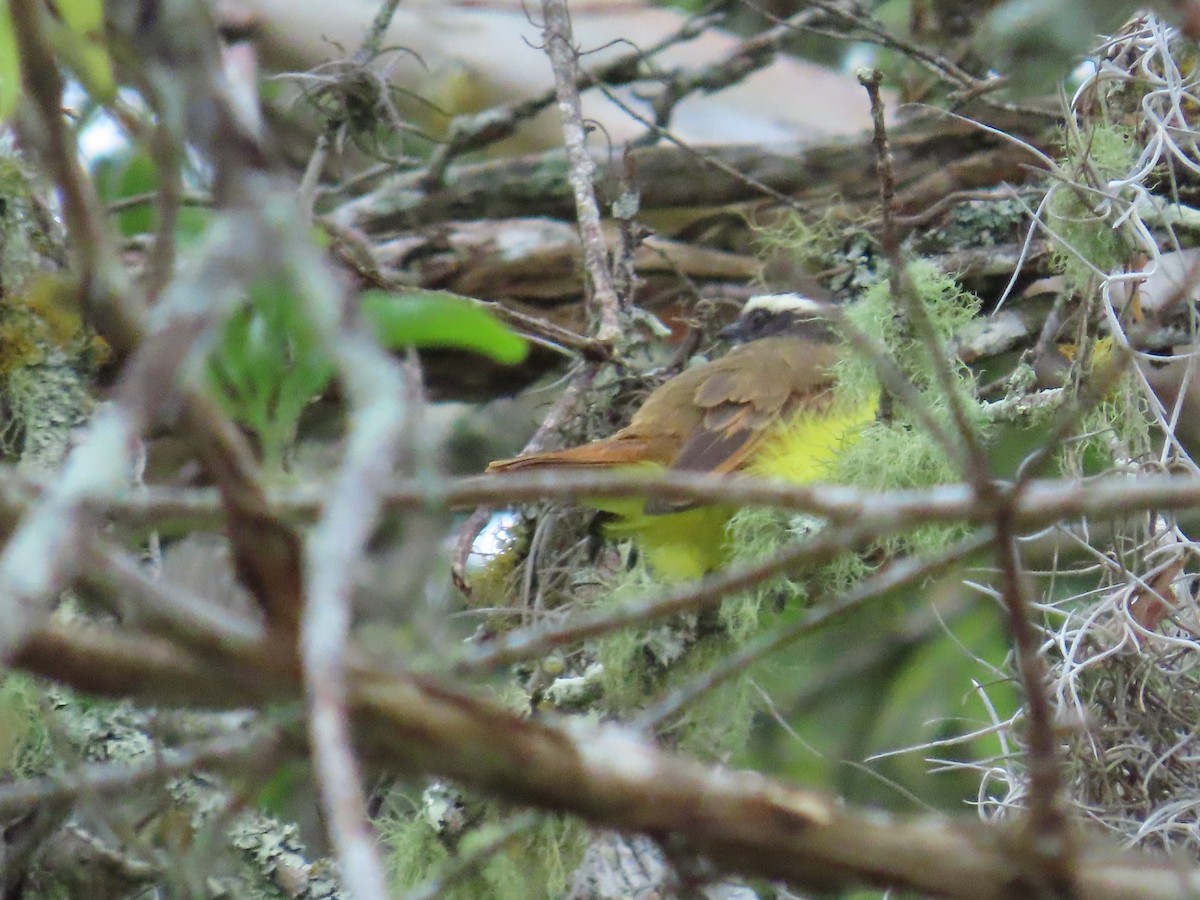 Rusty-margined Flycatcher - ML643835828