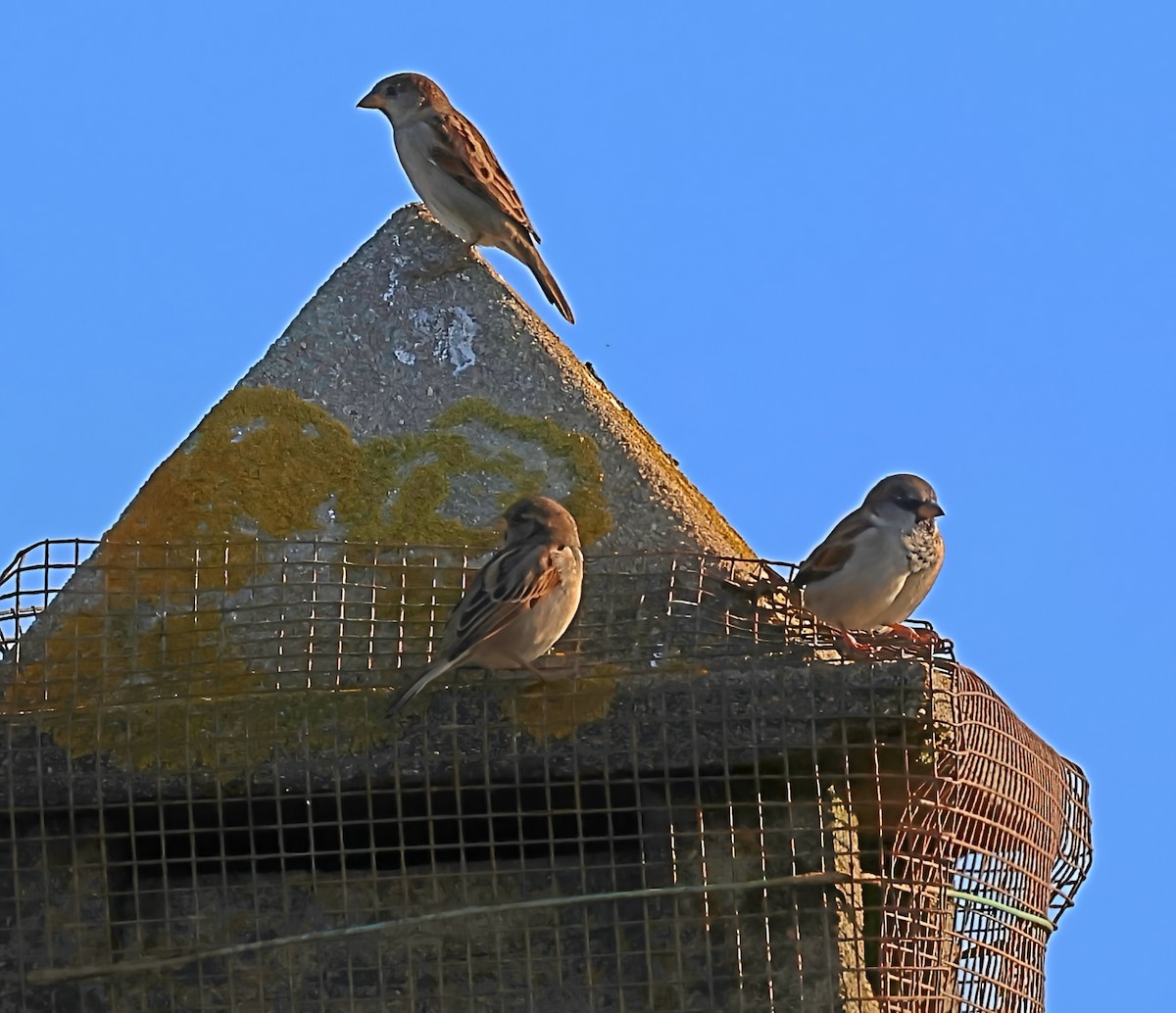 House Sparrow - ML643835841