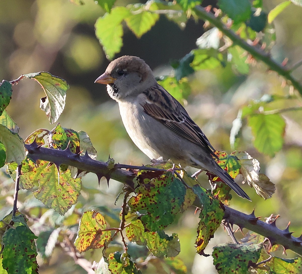 House Sparrow - ML643835842