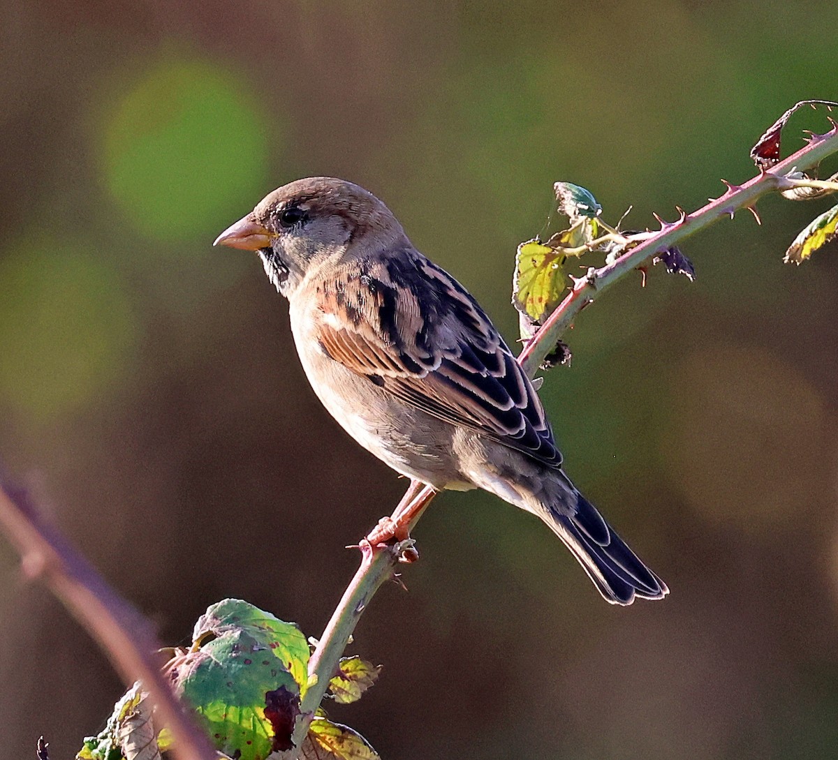 House Sparrow - ML643835843