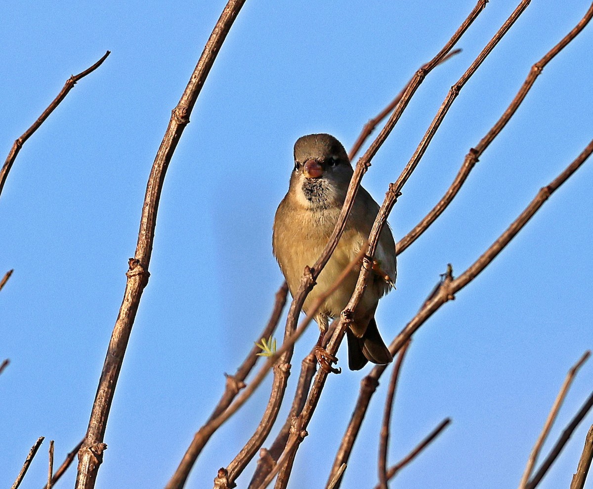 House Sparrow - ML643835844