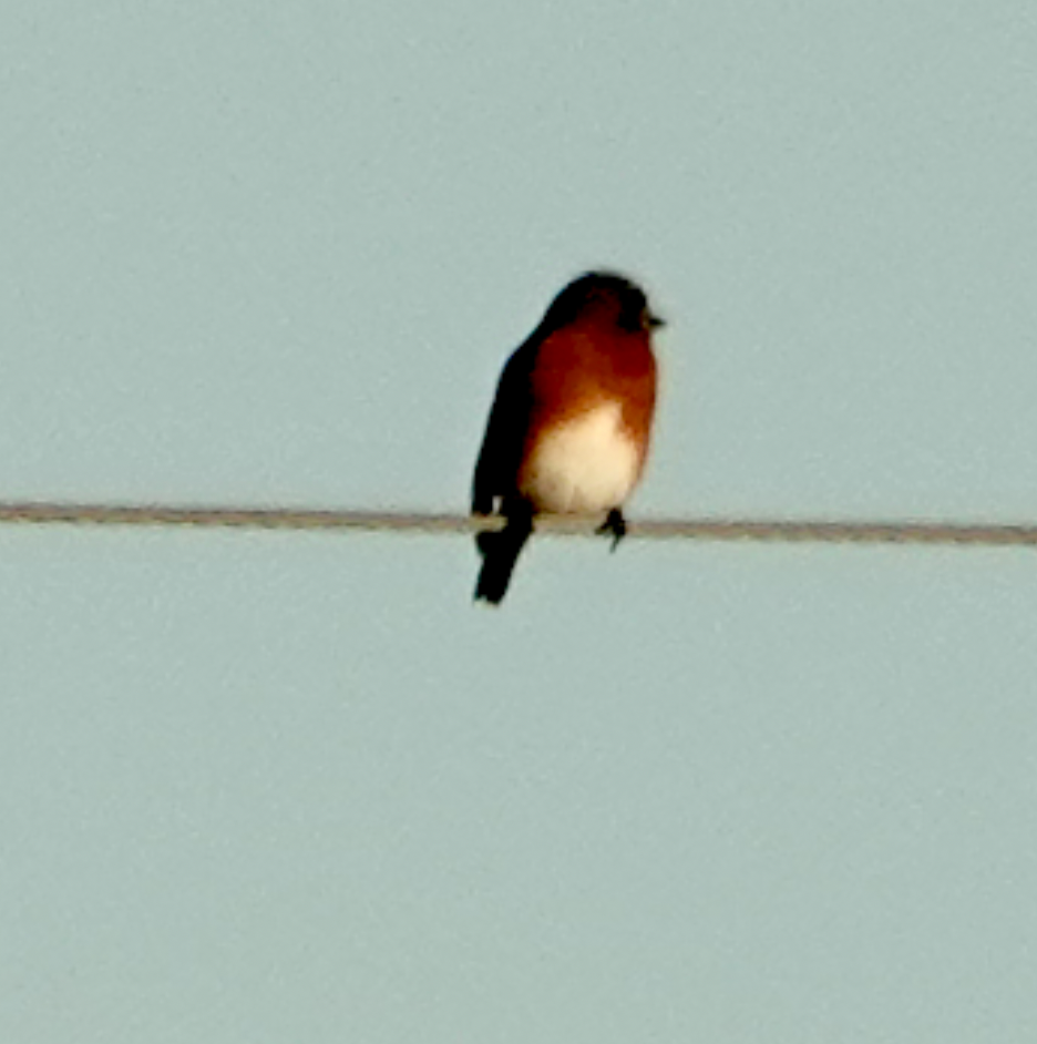 Eastern Bluebird - ML643835846