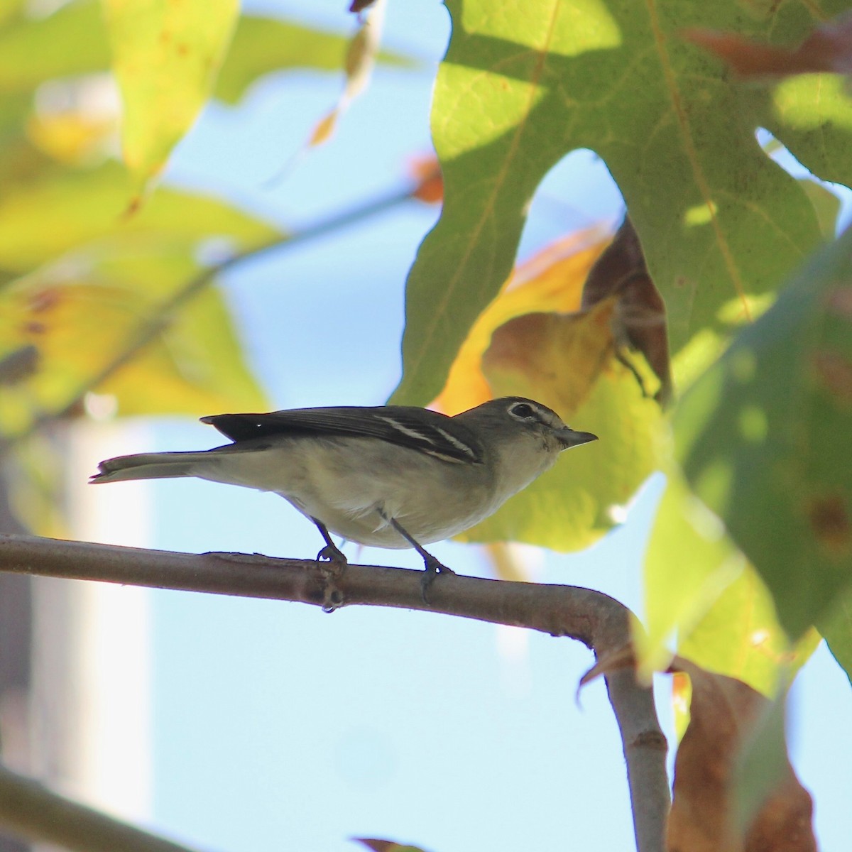 Plumbeous Vireo - ML643835851
