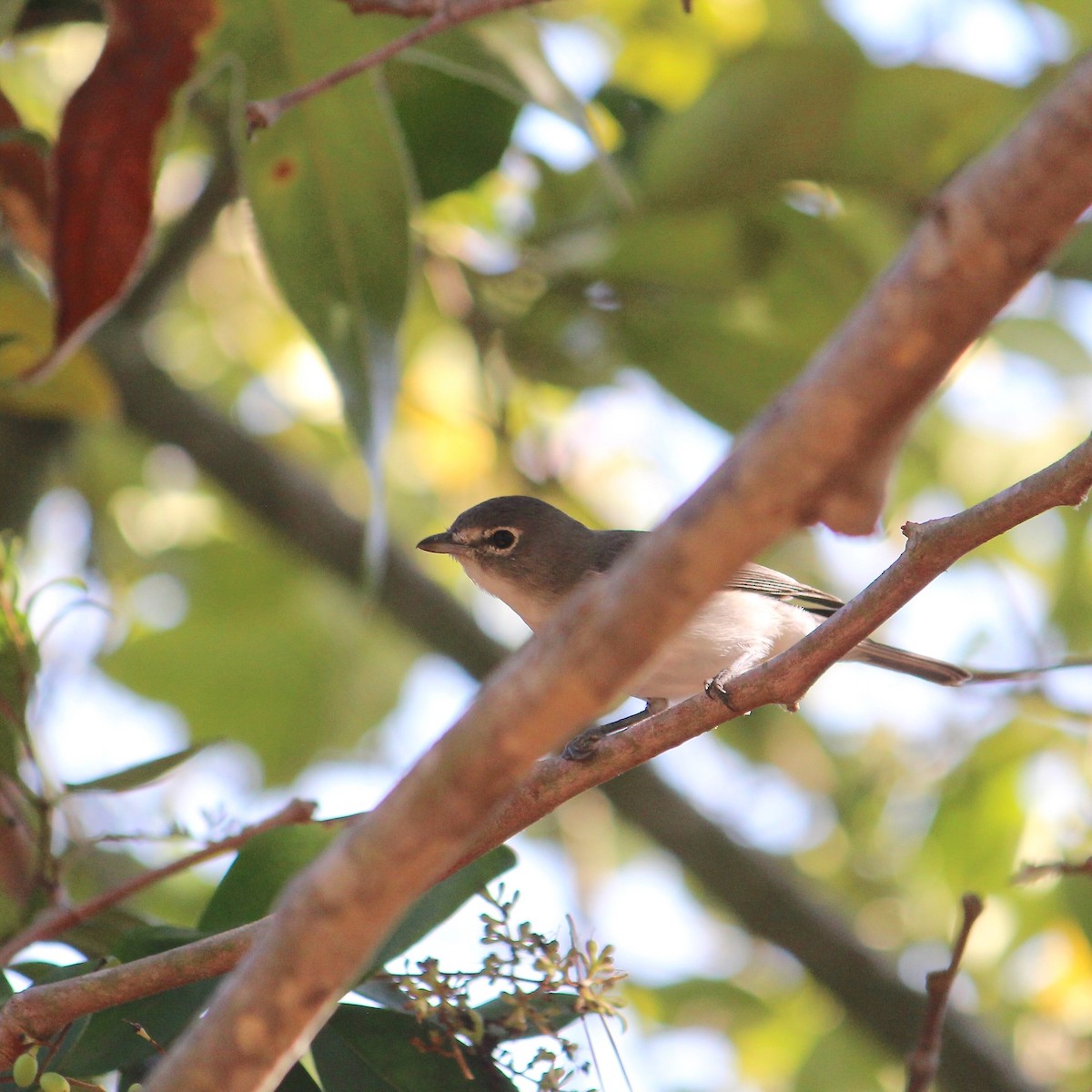 Plumbeous Vireo - ML643835852