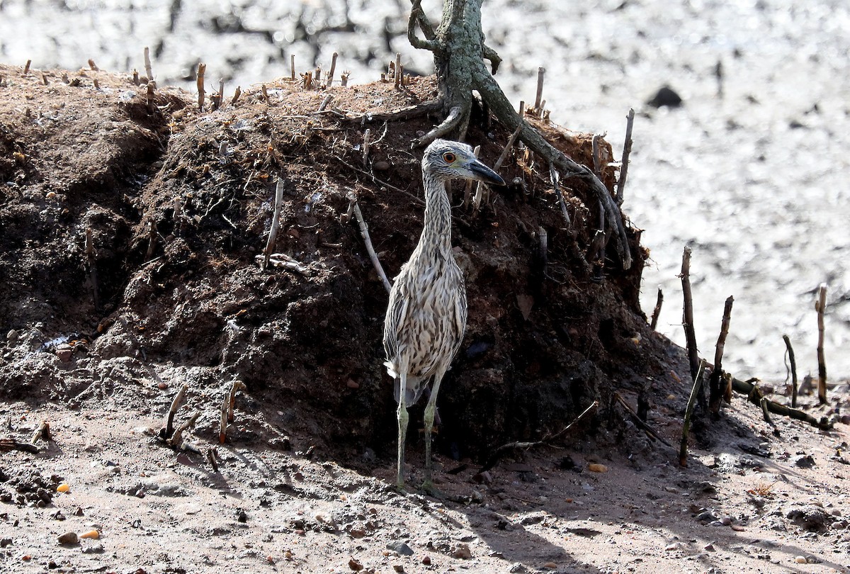 Yellow-crowned Night Heron - ML643835854