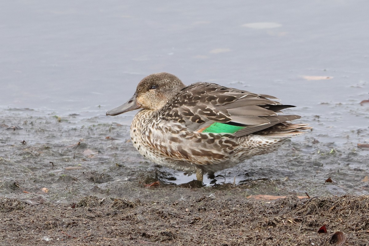 Green-winged Teal - ML643835864