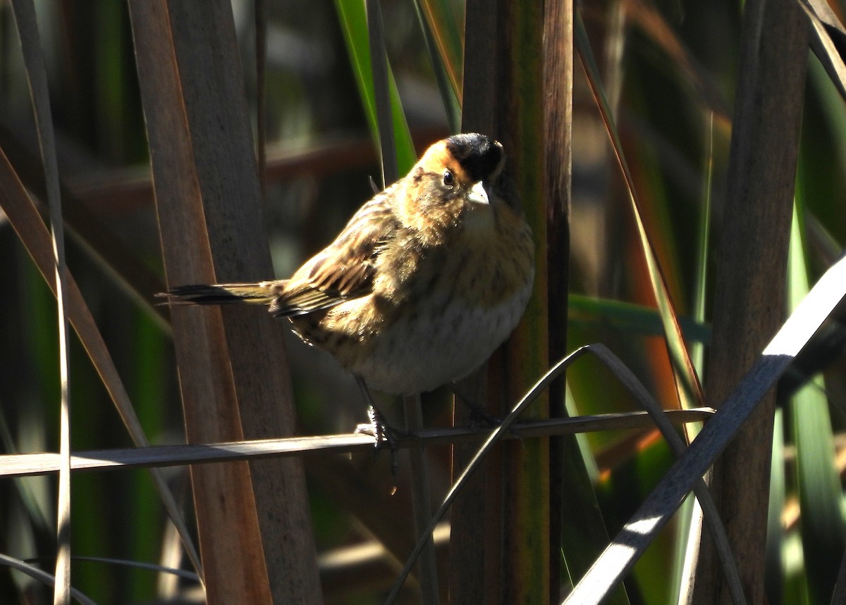 Nelson's Sparrow - ML643835884
