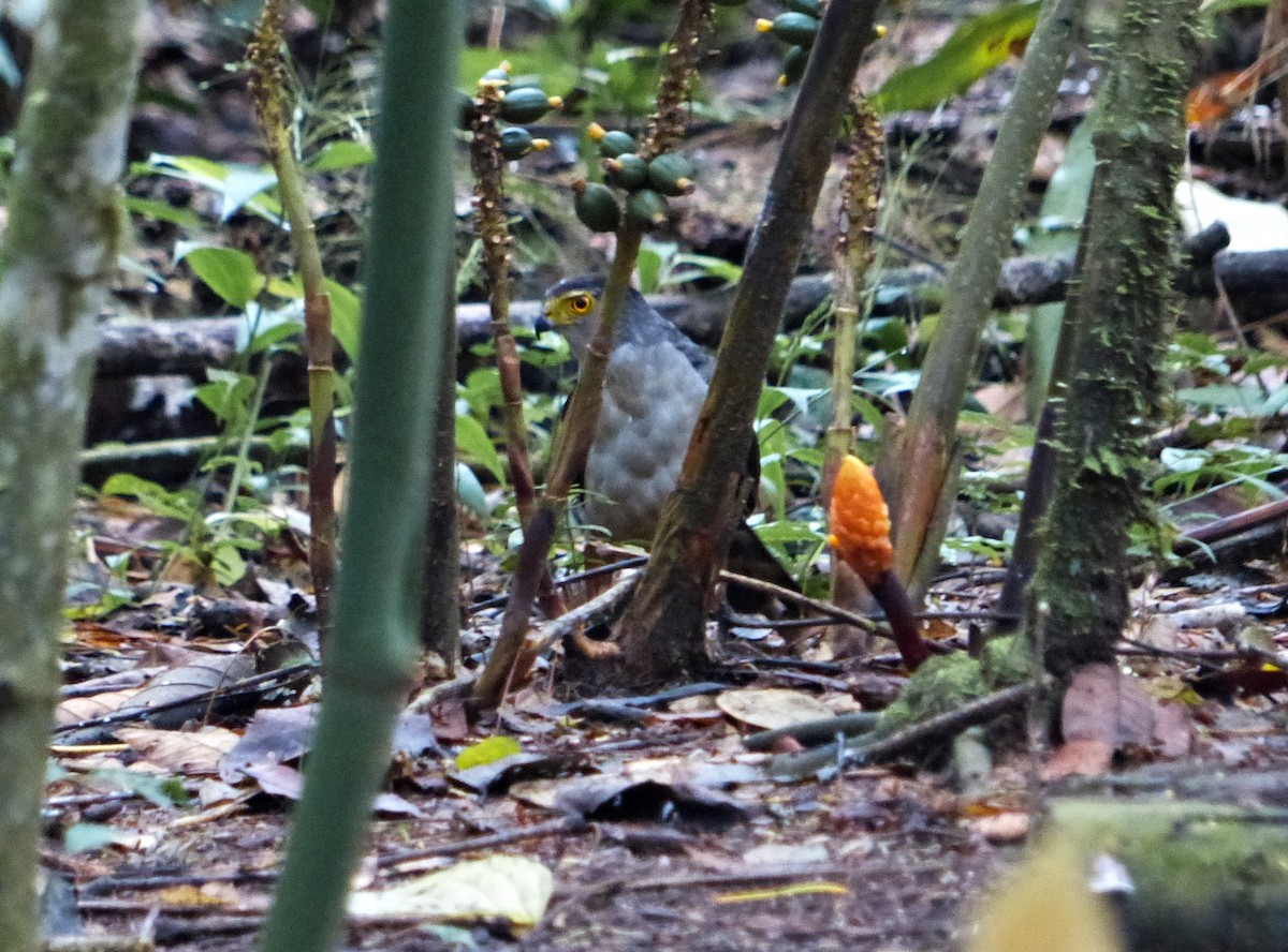 Bicolored Hawk - ML643835887