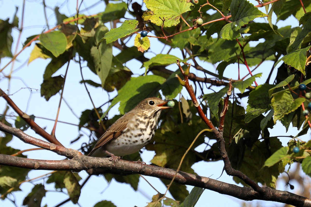 Hermit Thrush - ML643835889