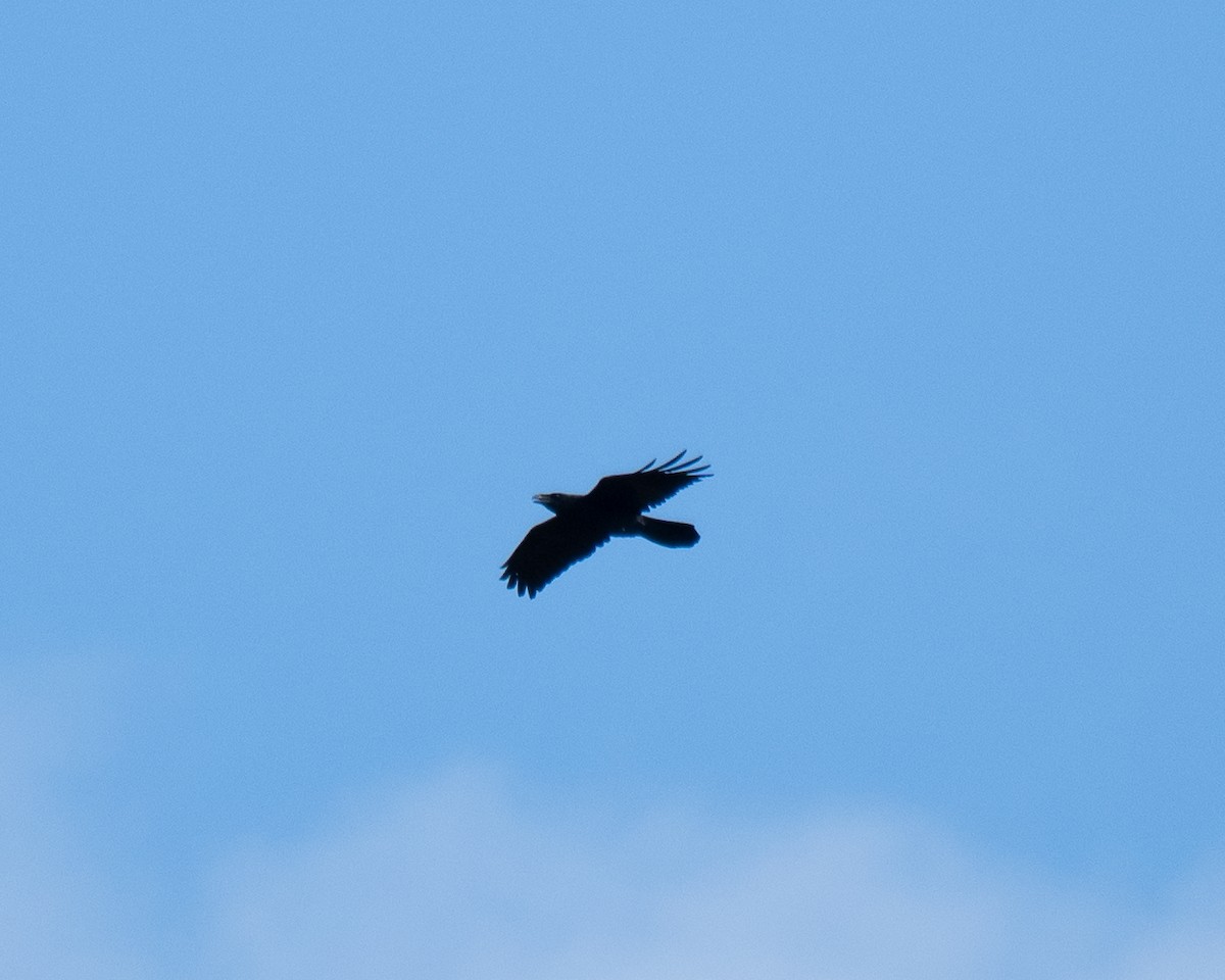 Grand Corbeau - ML643835890