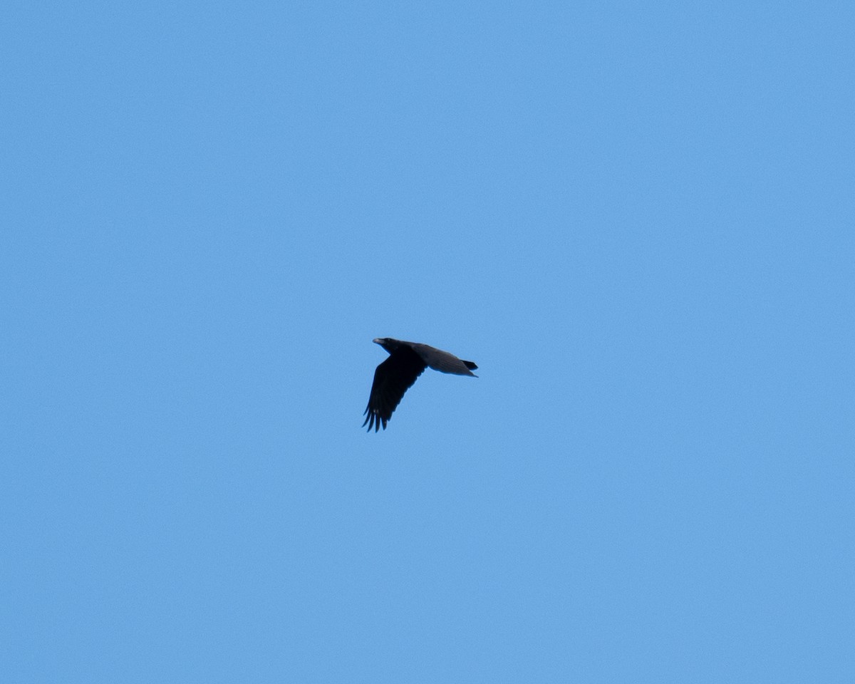 Grand Corbeau - ML643835891