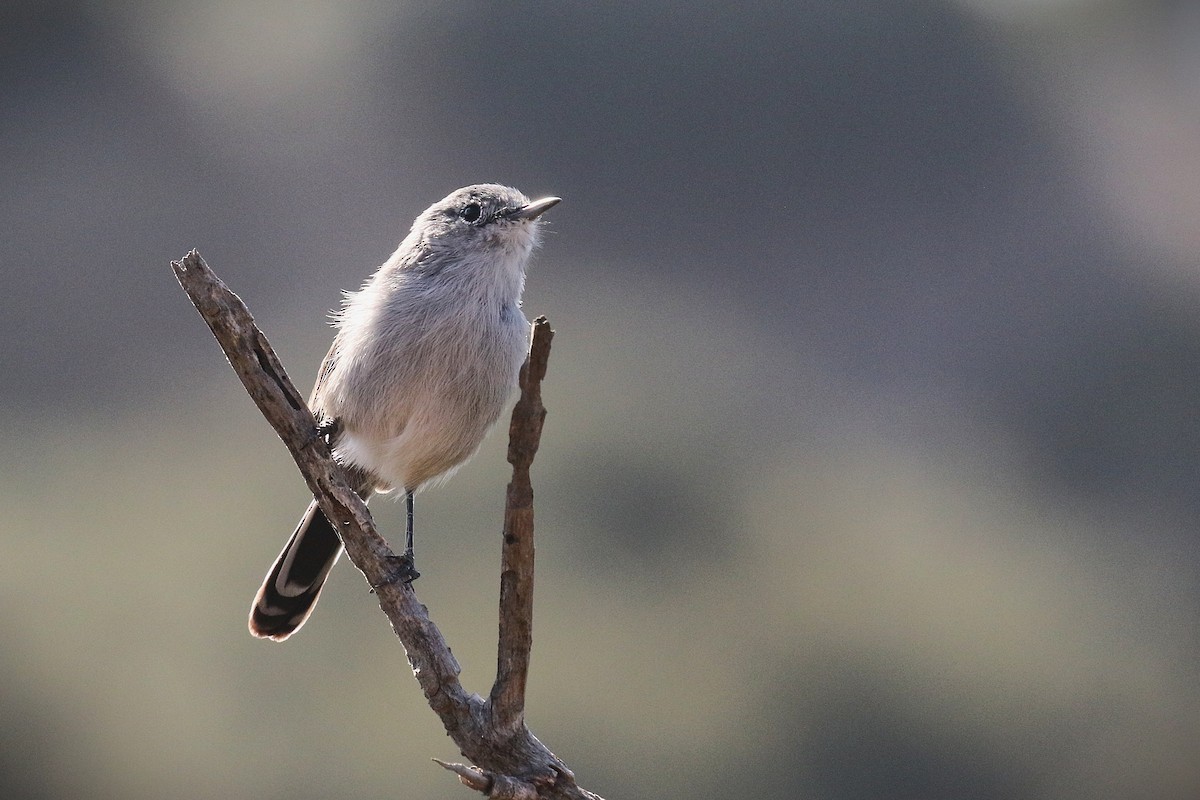 カリフォルニアブユムシクイ - ML643835915