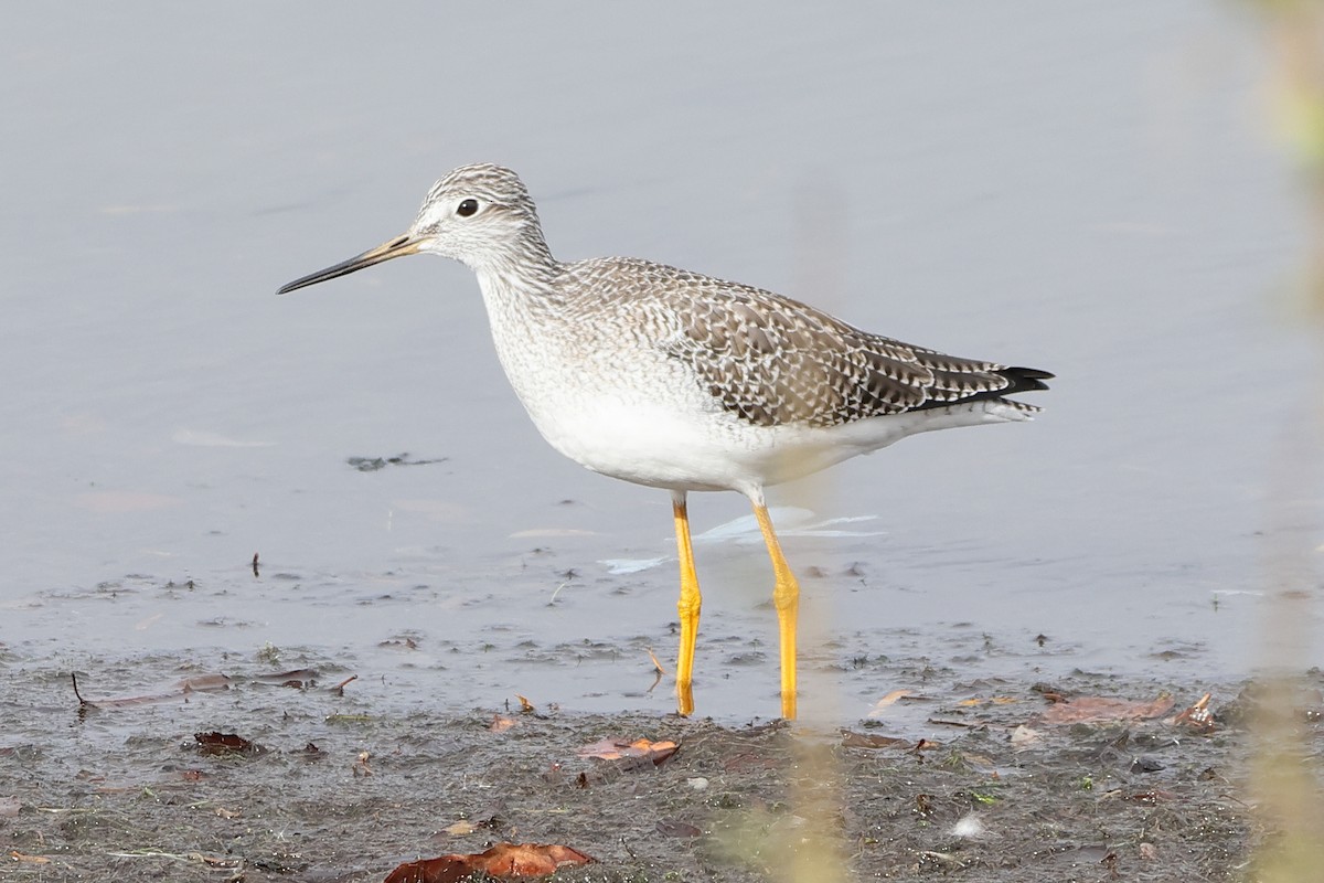 Greater Yellowlegs - ML643835918