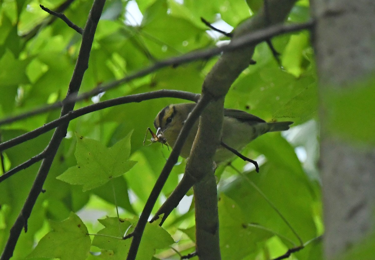 Worm-eating Warbler - ML643835923