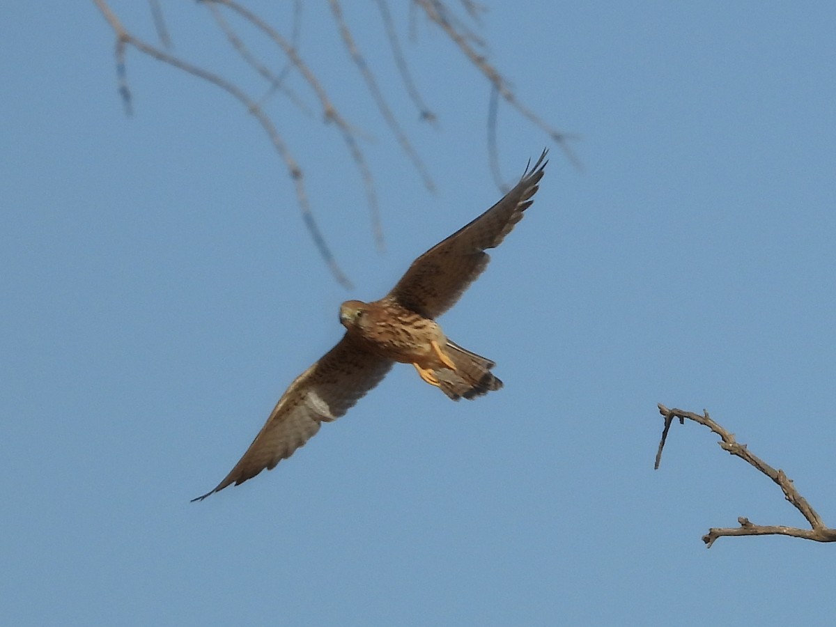 Eurasian Kestrel - ML643835935
