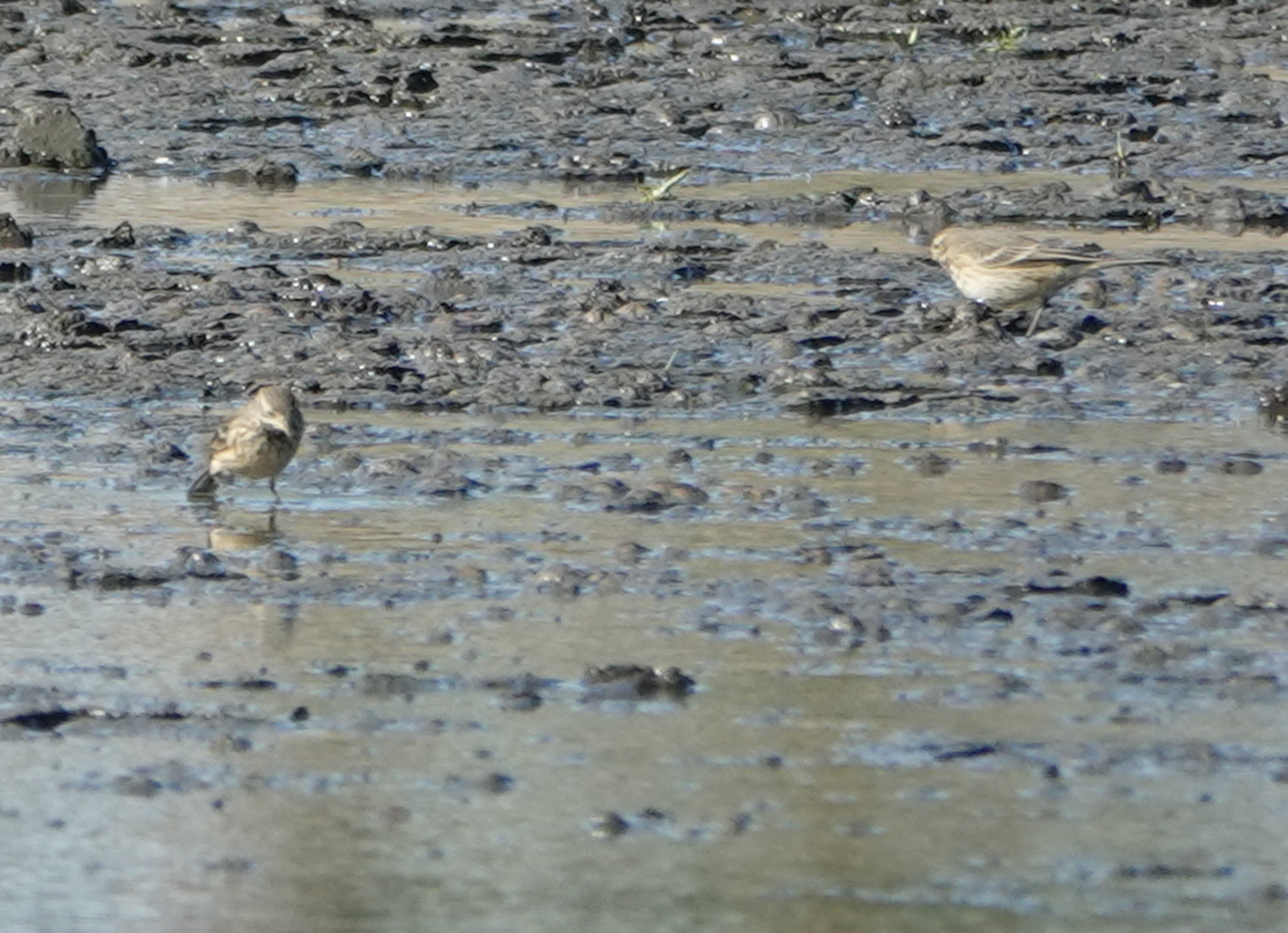 American Pipit - ML643835937