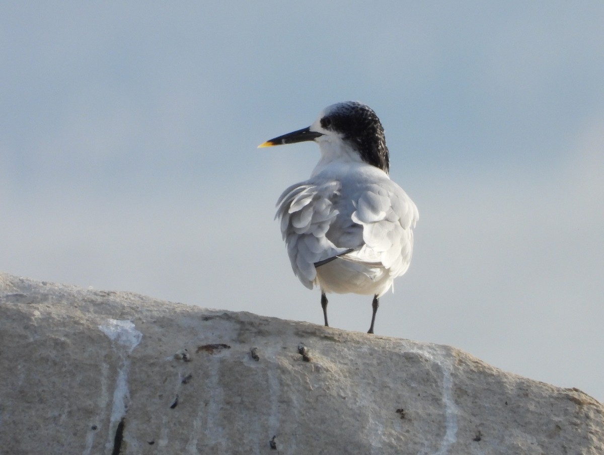 Sandwich Tern - ML643835944