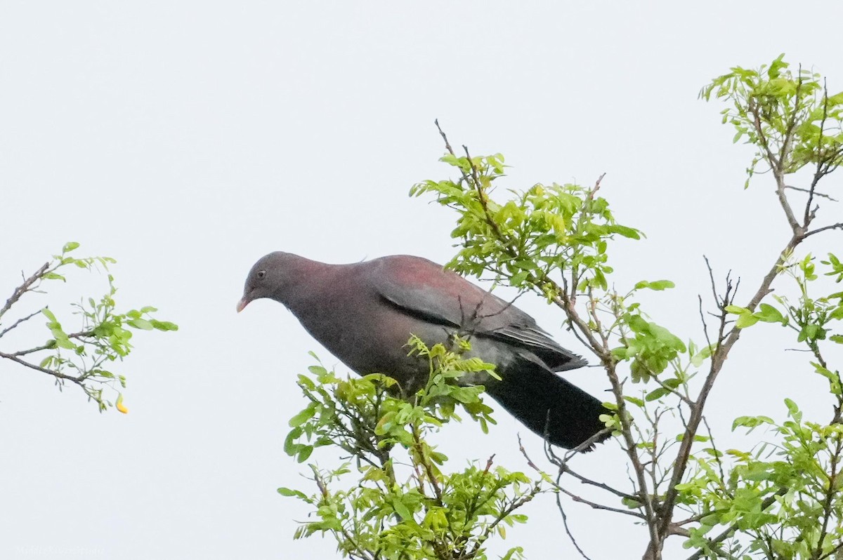 Red-billed Pigeon - ML643835952