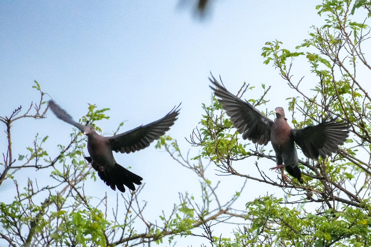 Red-billed Pigeon - ML643835953