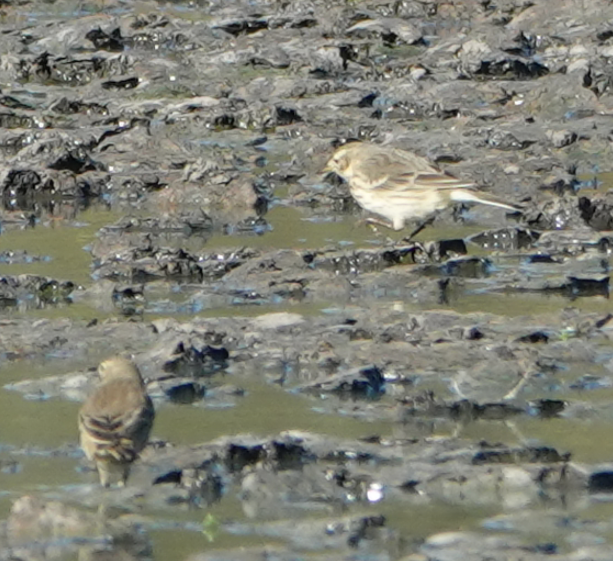 American Pipit - ML643835956
