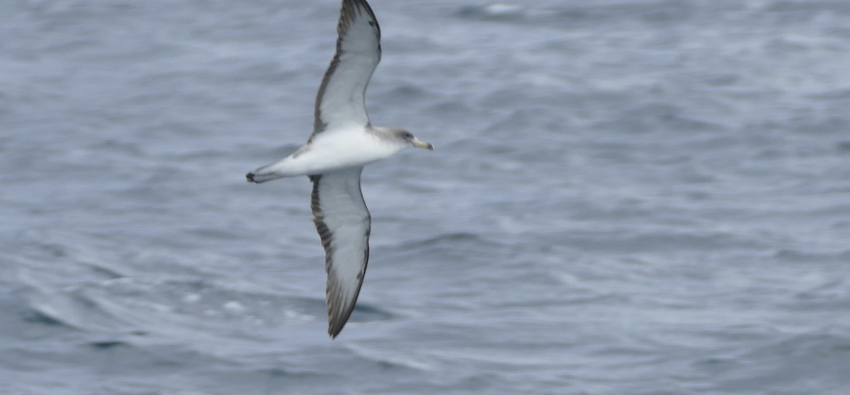 Scopoli's Shearwater - ML643835974