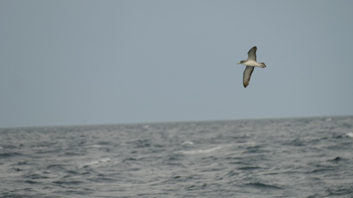 Scopoli's Shearwater - ML643835975