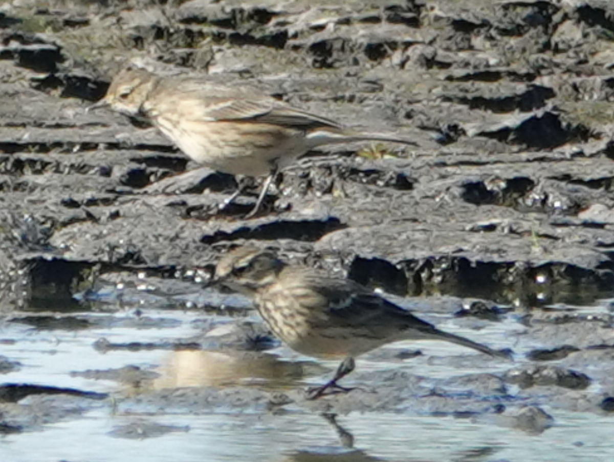 American Pipit - ML643835976