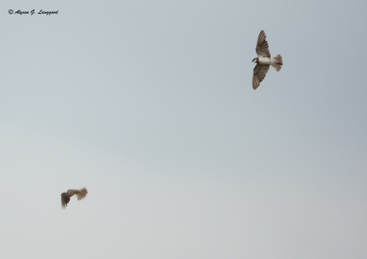 Banded Martin - ML643835977