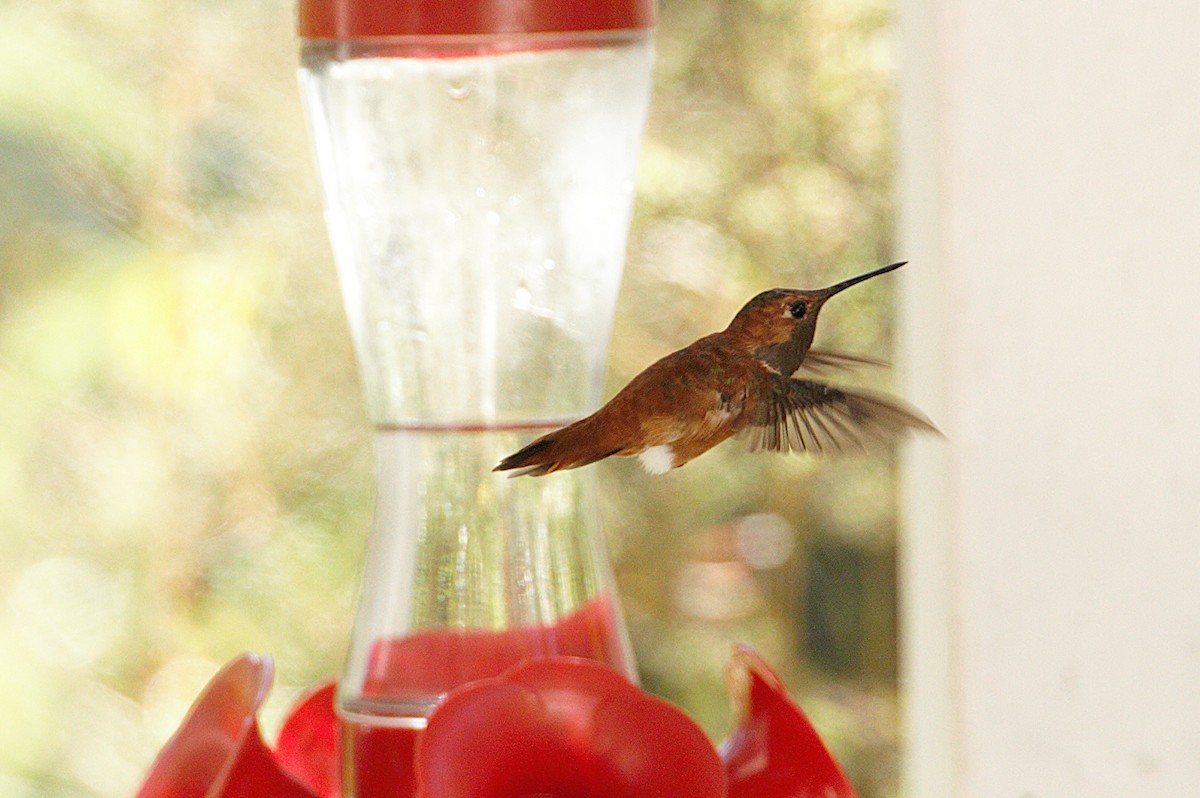 Rufous Hummingbird - ML643835978