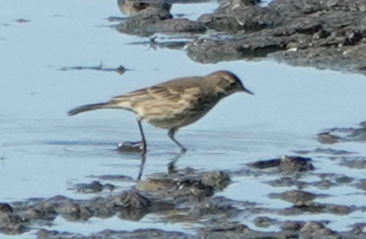 American Pipit - ML643835984