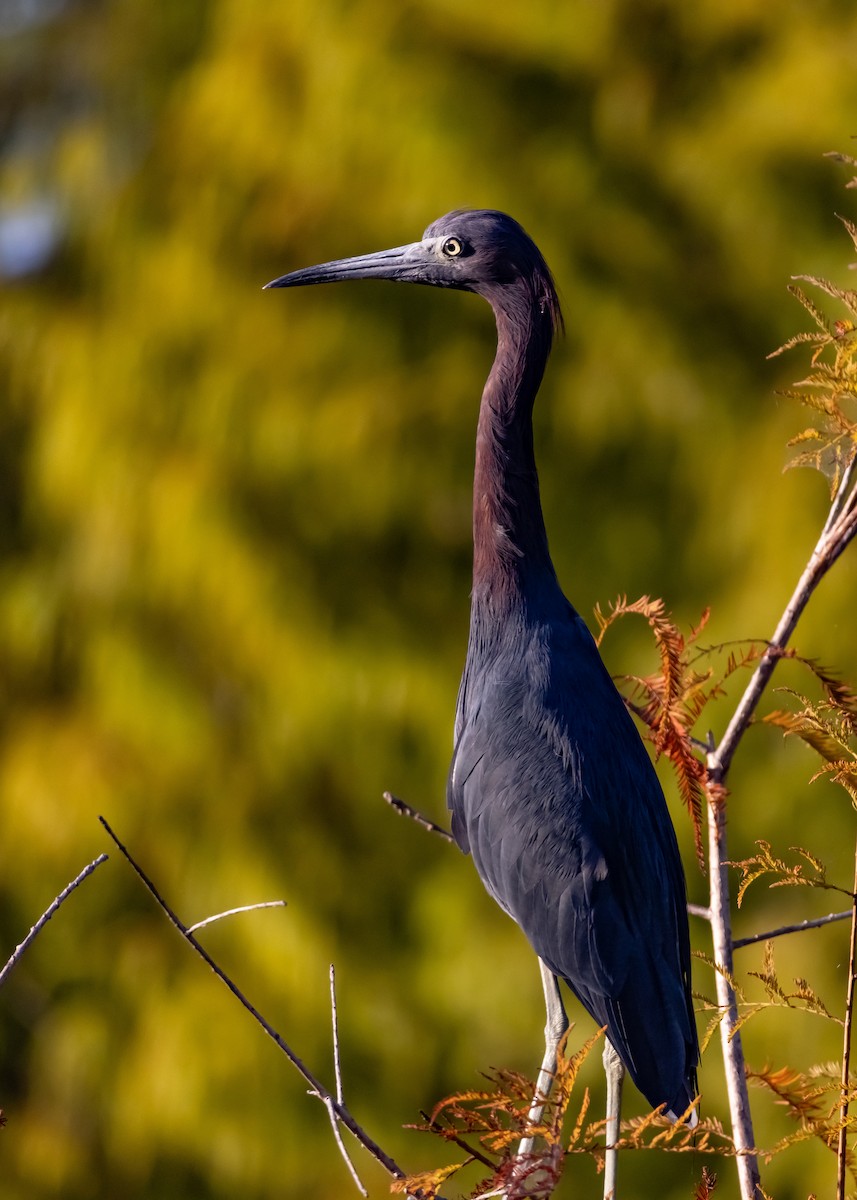 Little Blue Heron - ML643835988