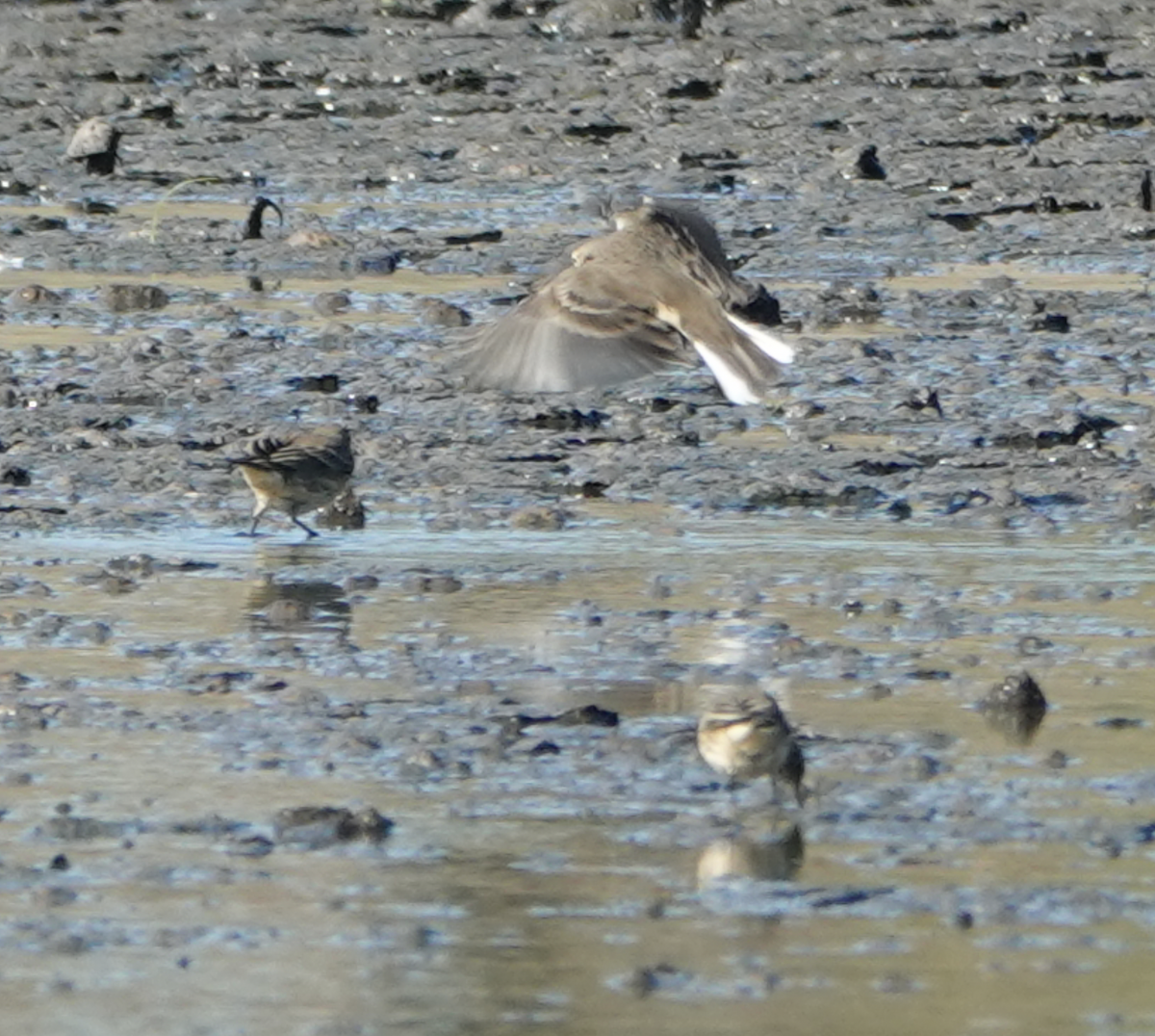 American Pipit - ML643836002