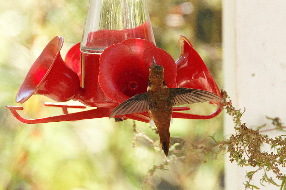 Rufous Hummingbird - ML643836004