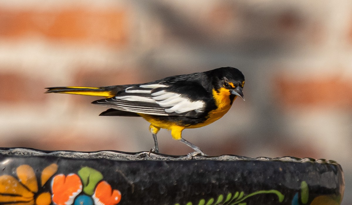 Bullock's Oriole - ML643836010